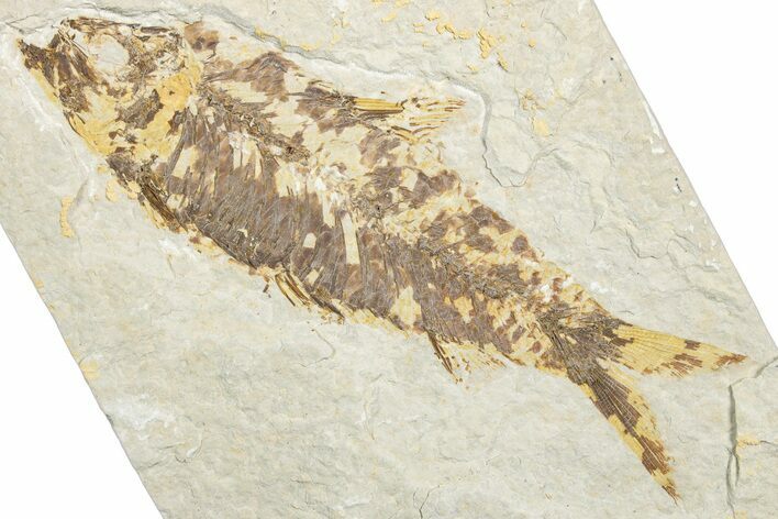 Detailed Fossil Fish (Knightia) - Wyoming #346022